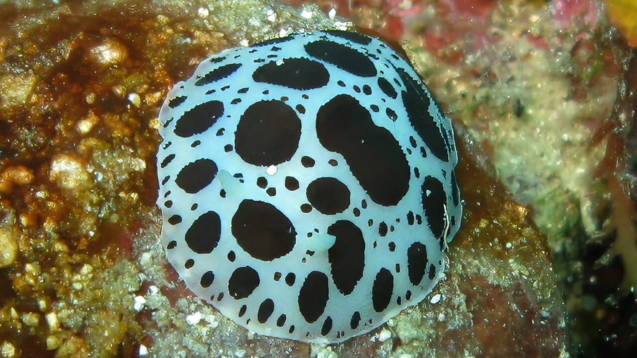 Dotted Seaslug, Croatia by Brian Darvell