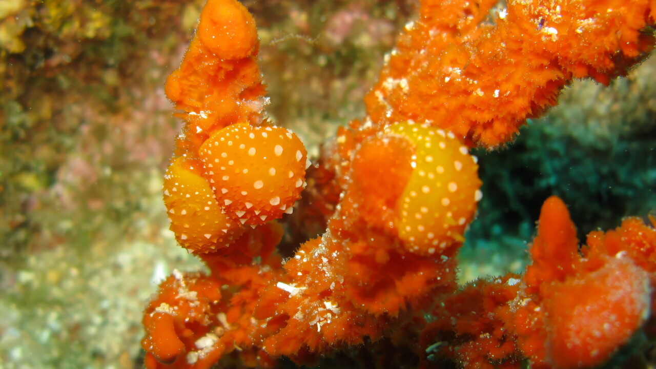 Orange Candlestick Sponge or Antler Sponge, Croatia by Brian Darvell