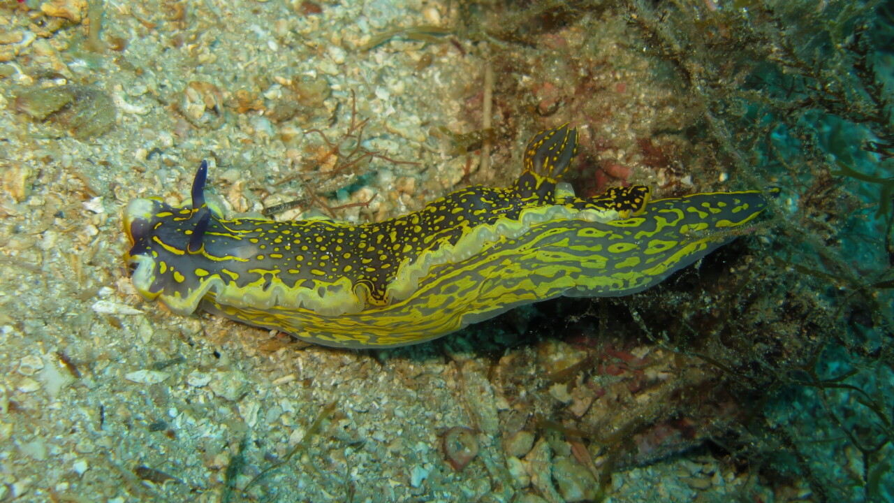 Regal Sea Goddess nudibranch by Brian Darvell