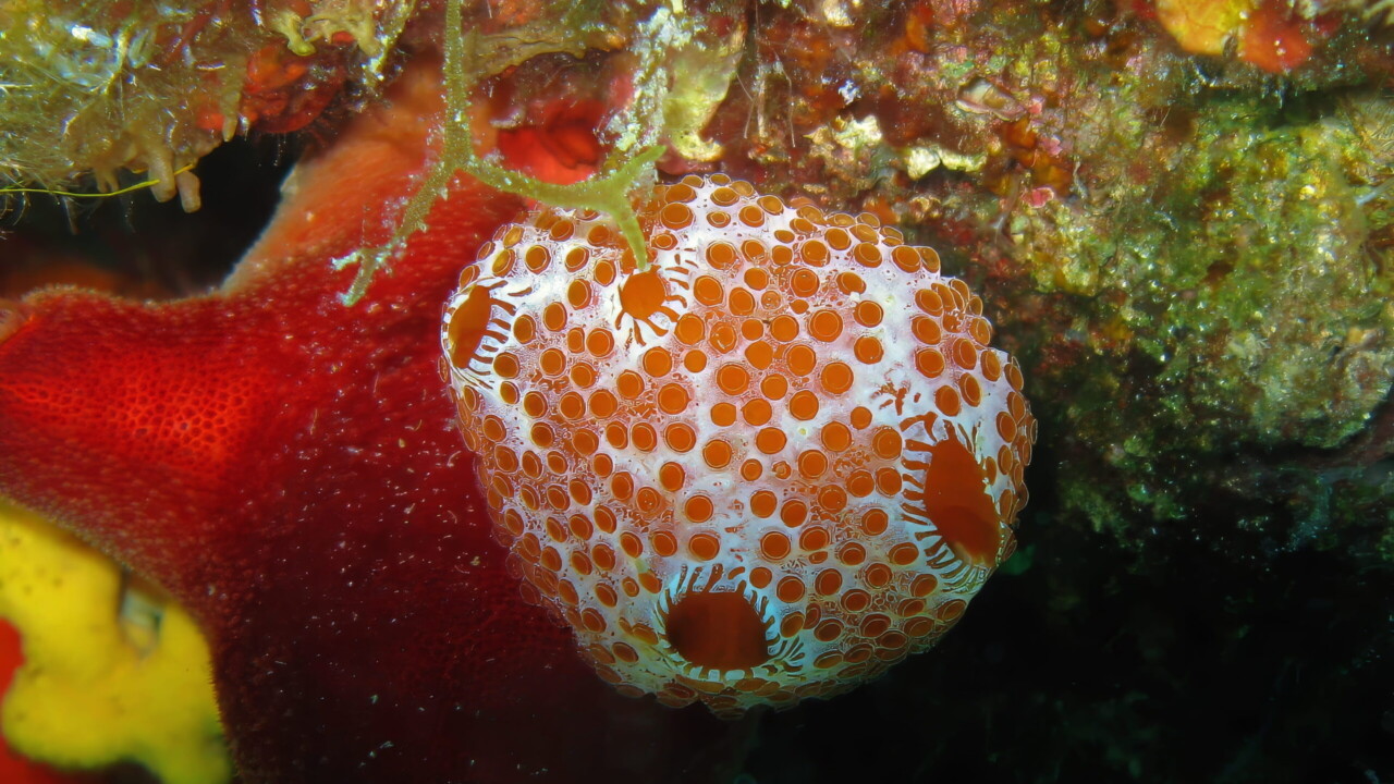 Sea-strawberry, Croatia by Brian Darvell