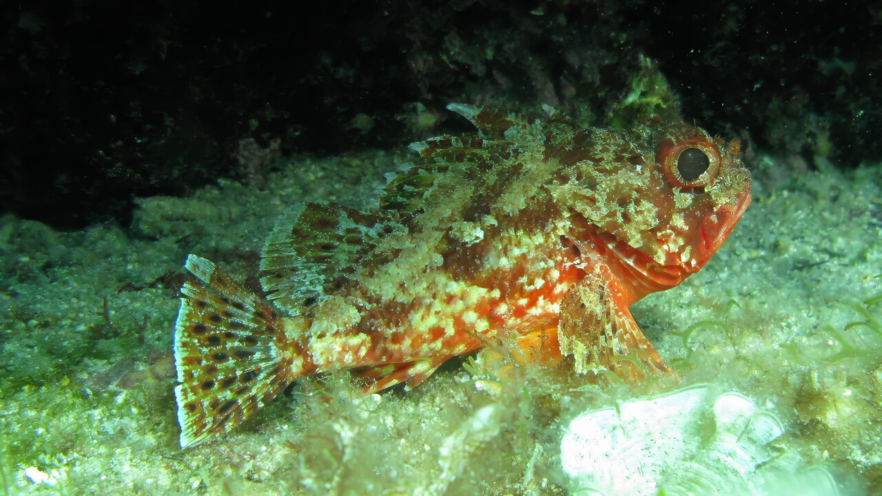 Red Scorpionfish, Croatia by Brian Darvell