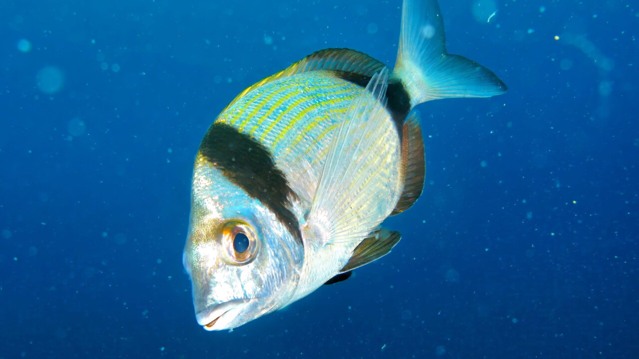 Two-banded Seabream, Croatia by Brian Darvell