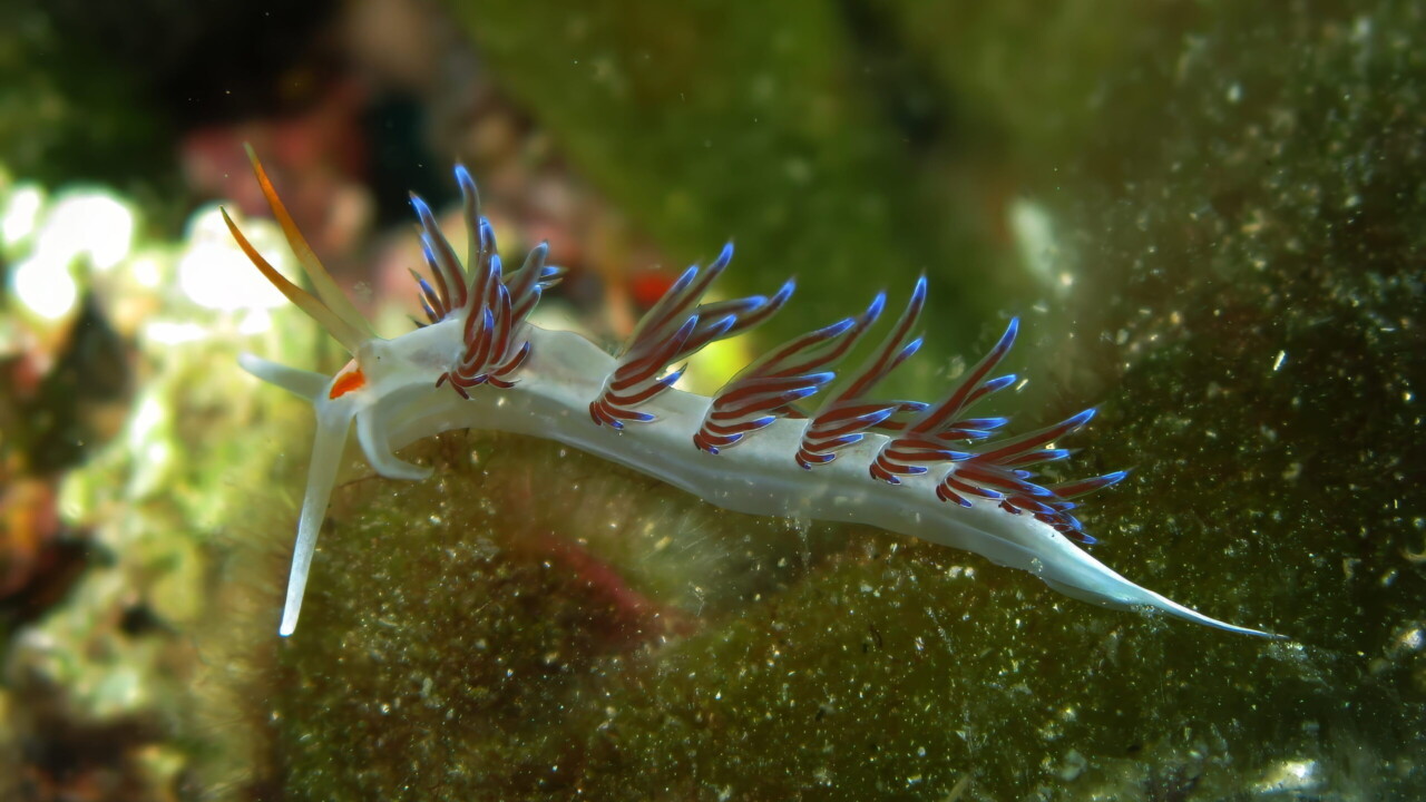 Migrating Aeolid, Croatia by Brian Darvell