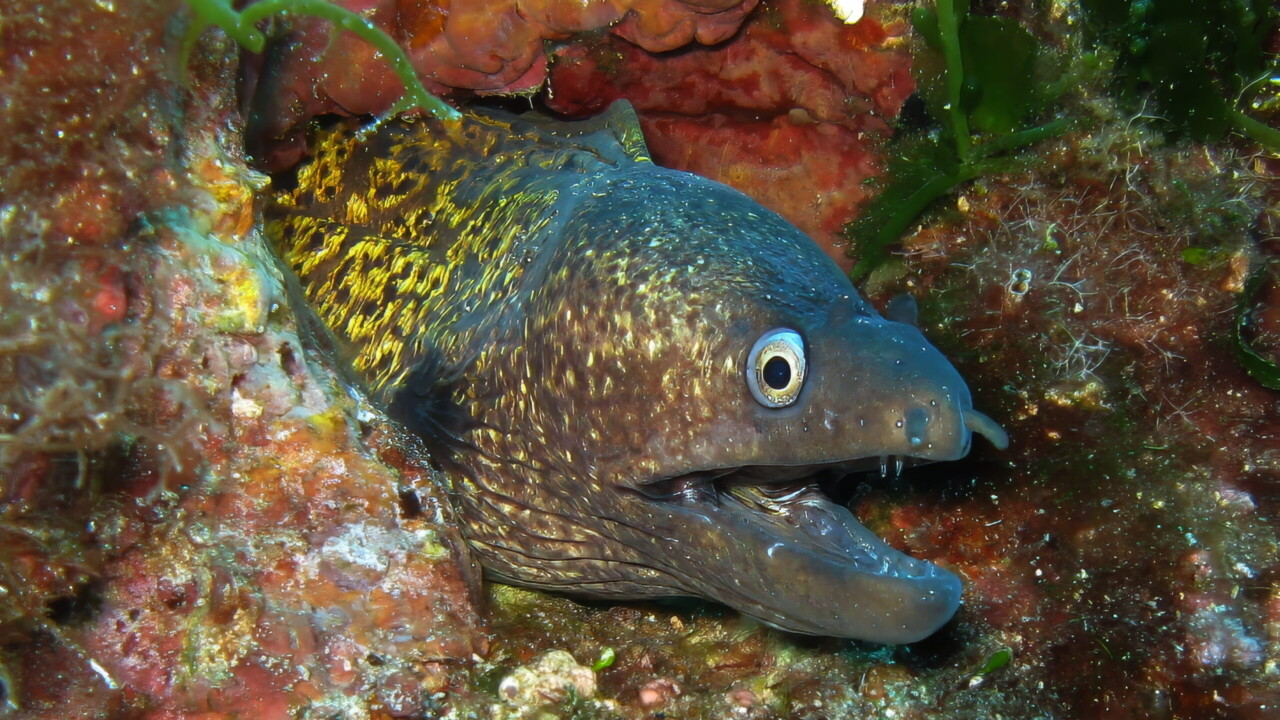 Mediterranean Moray by Brian Darvell
