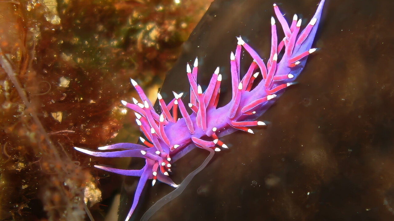 Violet sea slug, Croatia by Brian Darvell