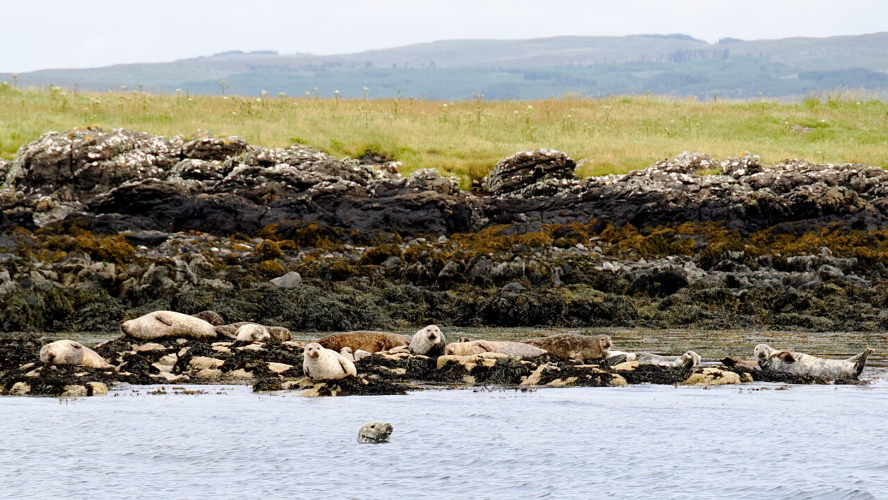 Seals in Skye by Keith Wilson