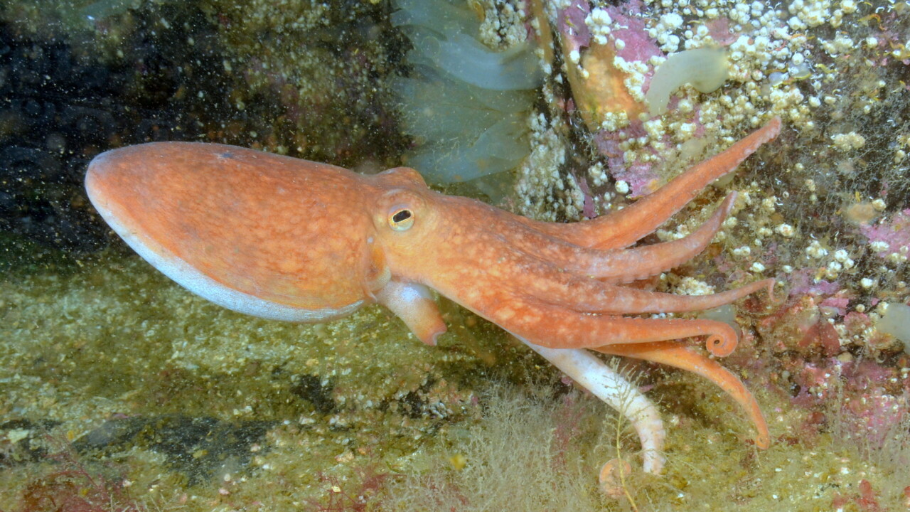 Curled Octopus by Keith Wilson