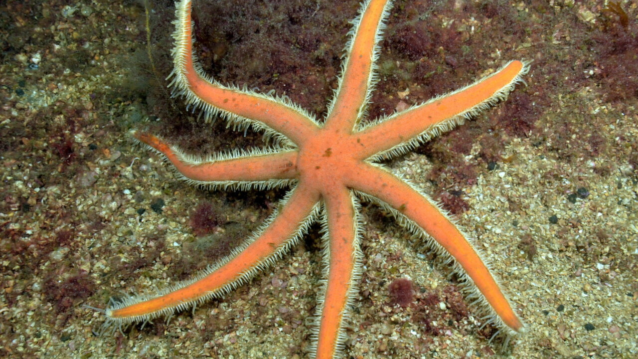 Seven Armed Starfish by Keith Wilson