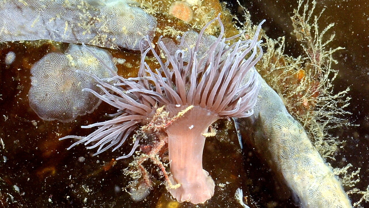 Snakelocks Anemone by Keith Wilson
