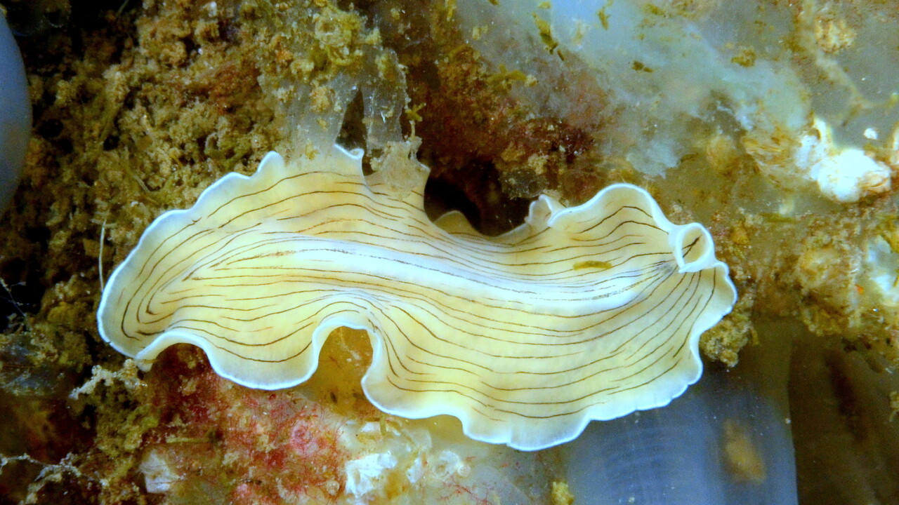 Candy Striped Flatworm by Keith Wilson