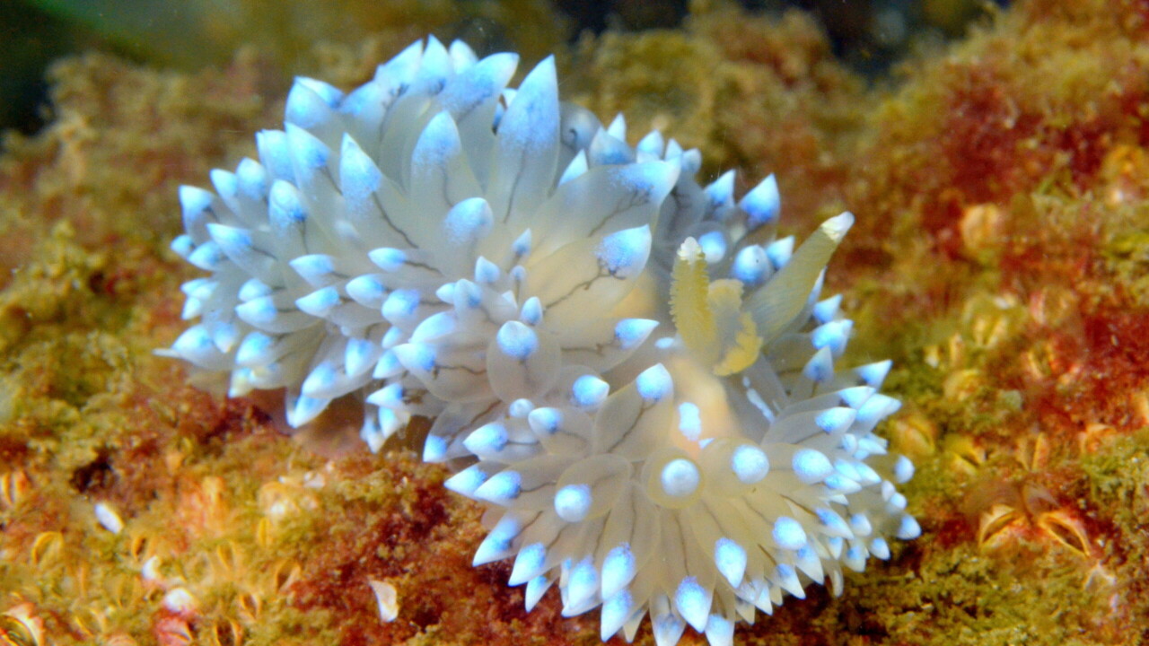 Crystal Sea Slug by Keith Wilson