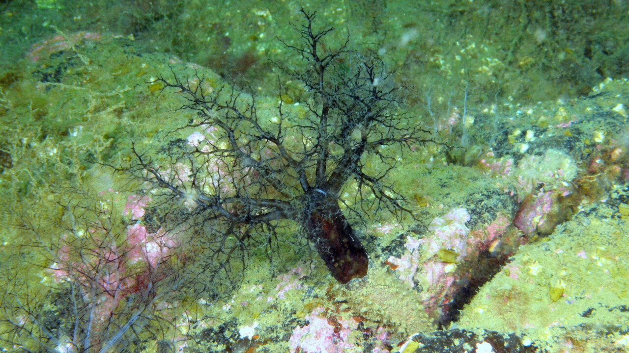 Crevice sea cucumber by Keith Wilson