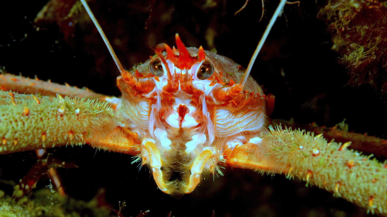 Long-clawed Squat Lobster by Keith Wilson
