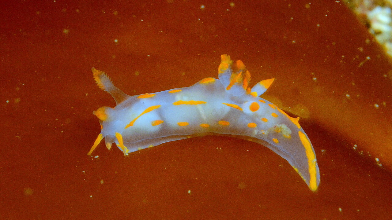 Four-striped Polycera by Keith Wilson