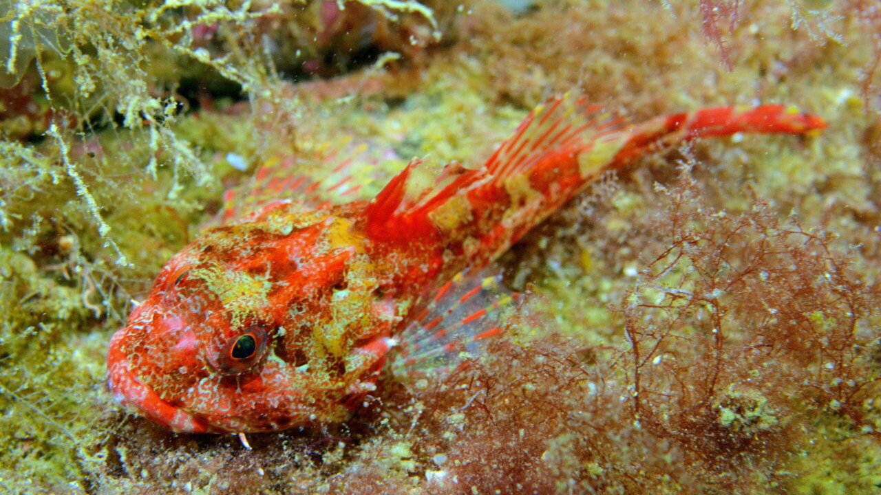 Long-spined Sea-scorpion by Keith Wilson