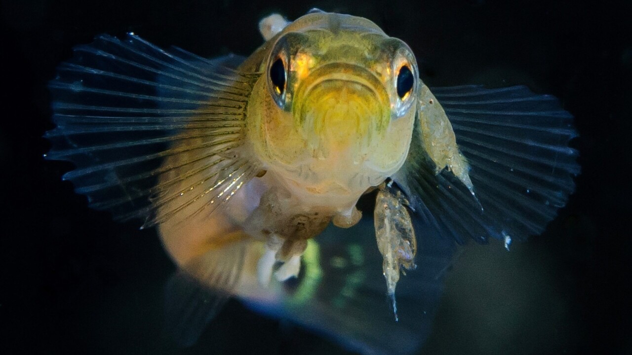 Two-spot Goby by Keith Wilson