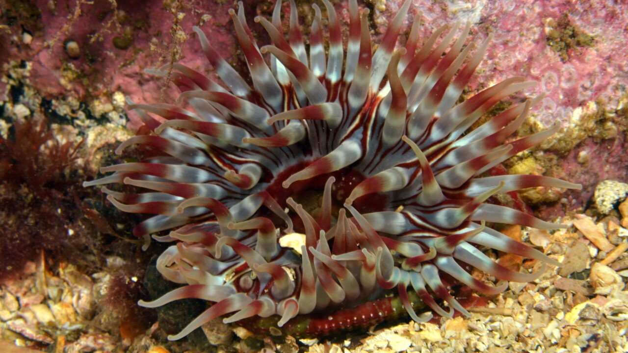 Dahlia Anemone by Keith Wilson