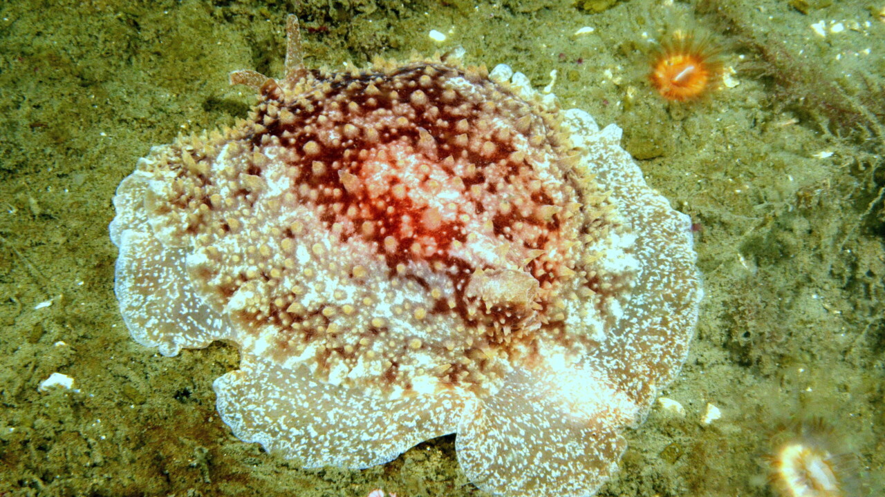 Rough Side-gilled Seaslug by Keith Wilson