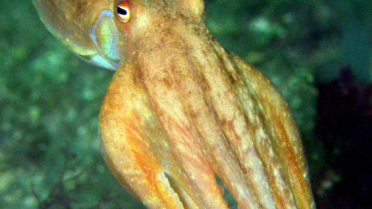 Curled octopus by Keith Wilson