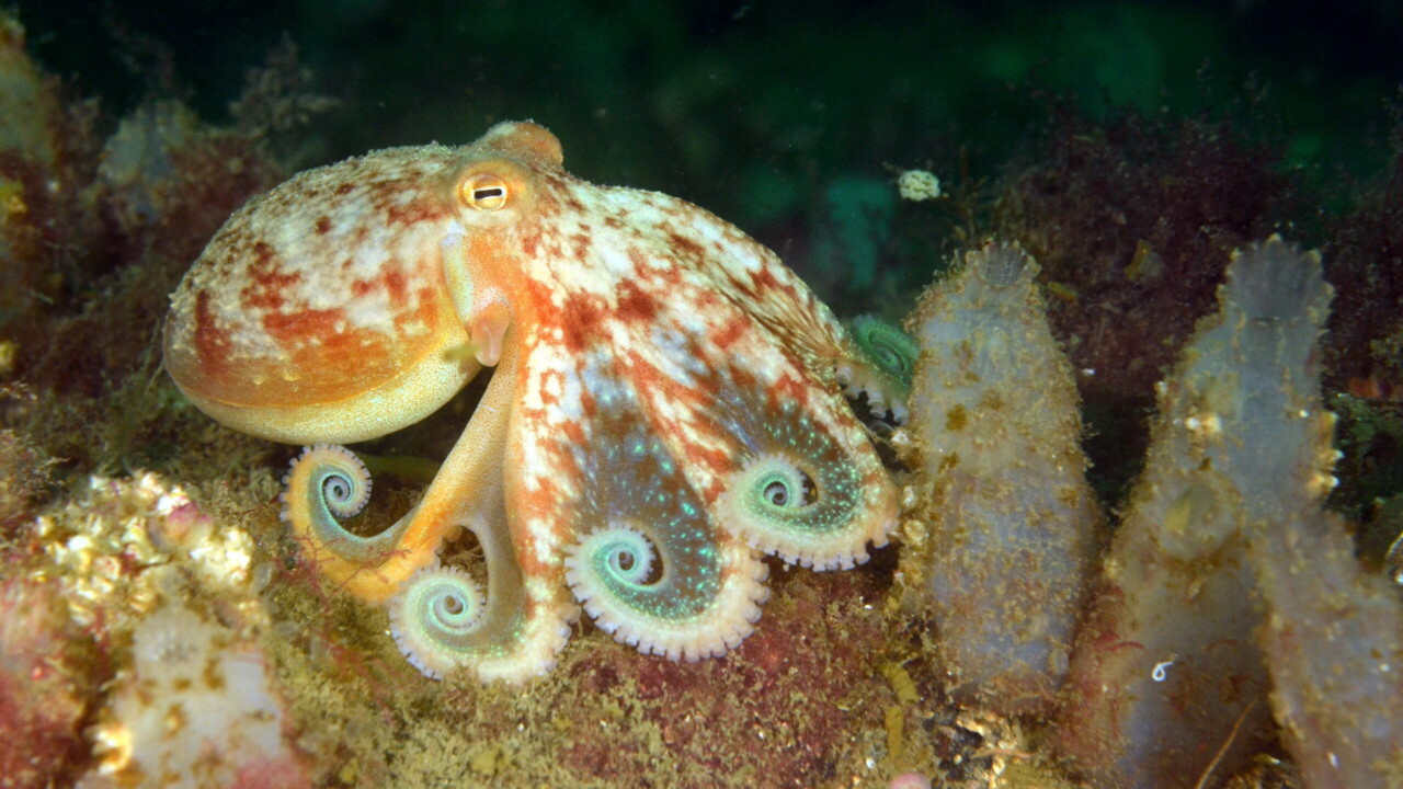 Curled Octopus posing by Keith Wilson