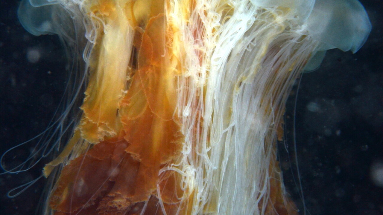 Lion's Mane Jellyfish by Keith Wilson