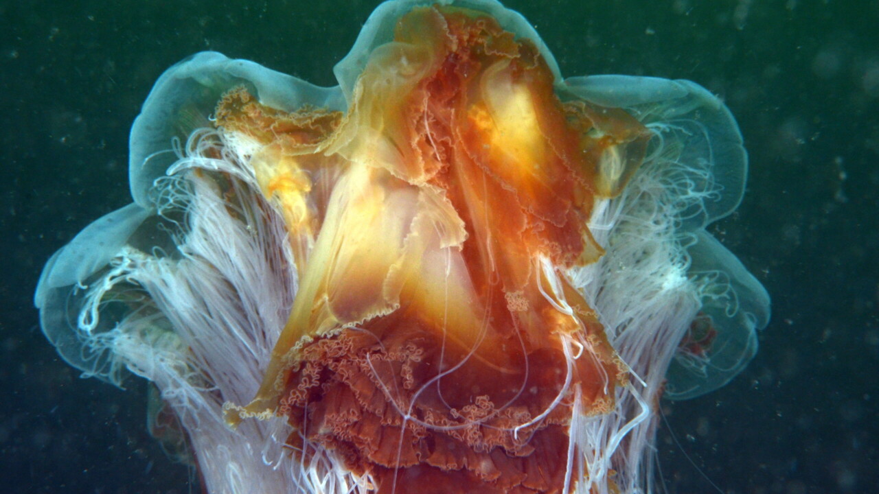 Lion's Mane Jellyfish by Keith Wilson