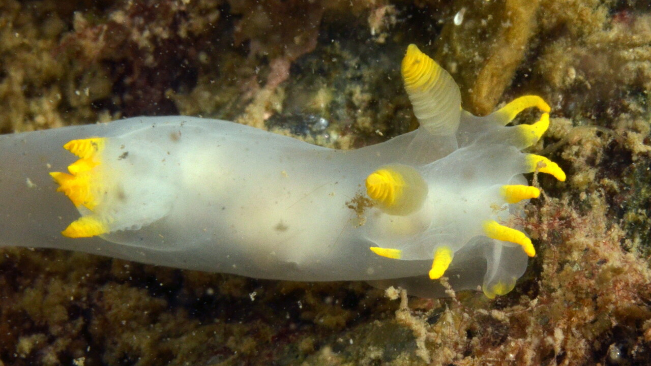 Yellow-edged Polycera by Keith Wilson