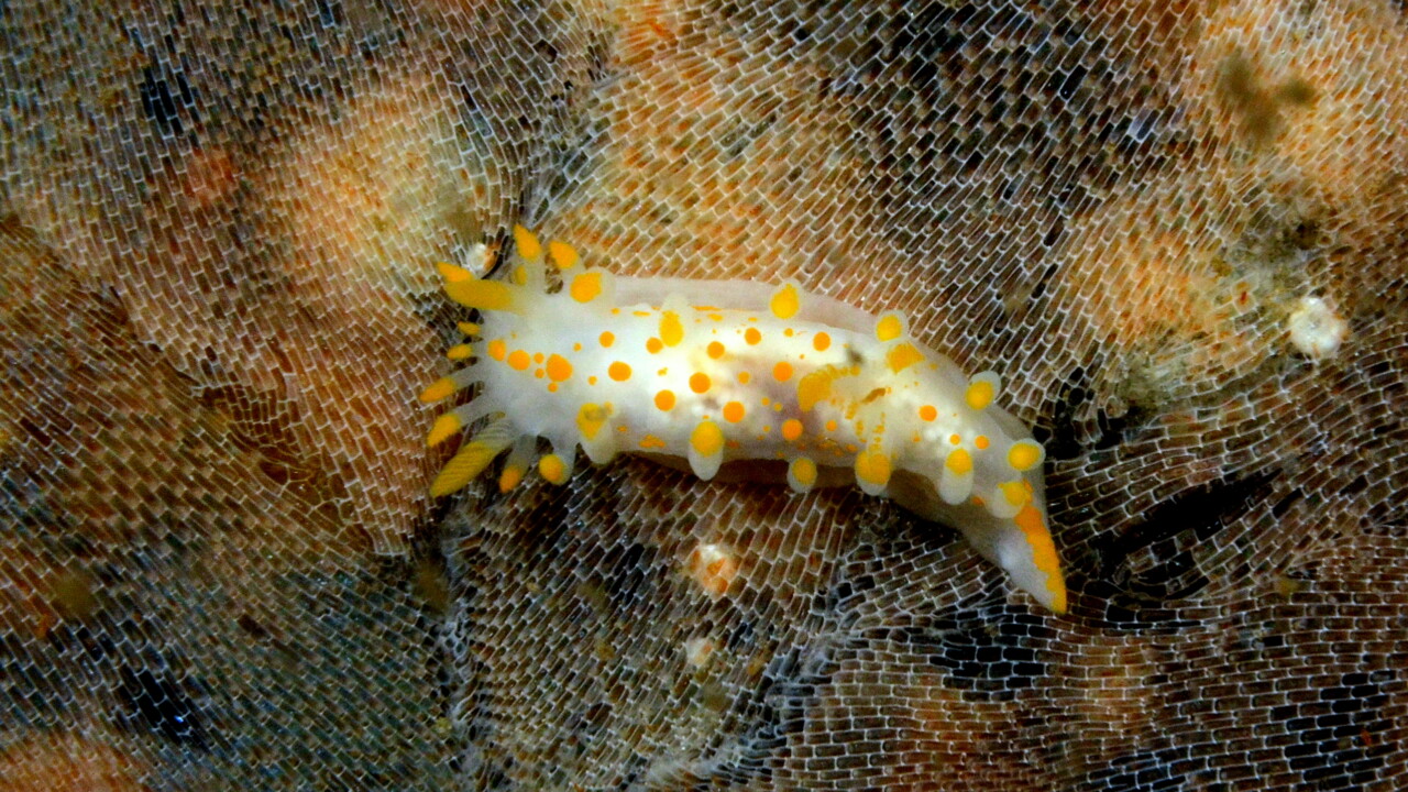 Orange-clubbed Sea-Slug feeding on bryazoan Frosty-Sea-mat by Keith Wilson
