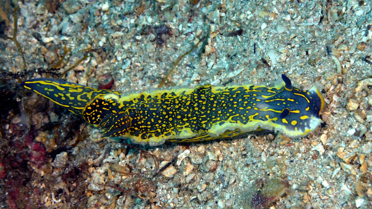 Regal Sea Goddess, Croatia by Keith Wilson