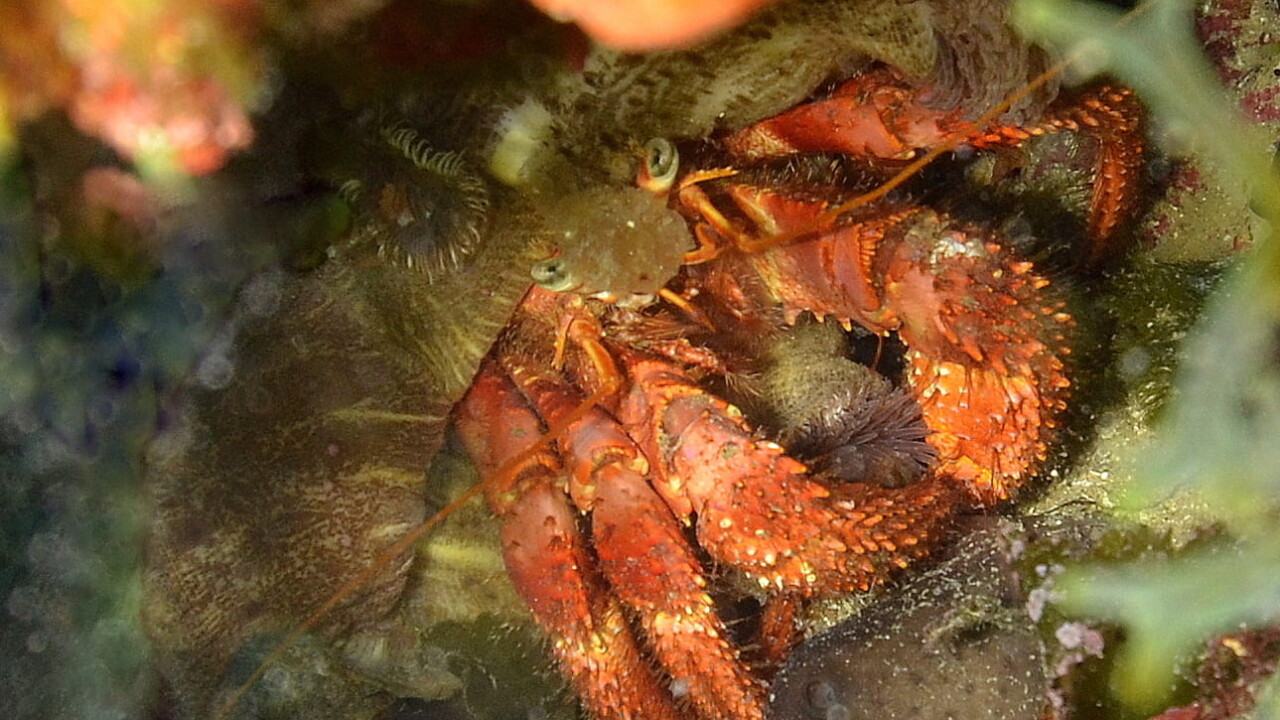 Red Hermit-crab, Croatia by Keith Wilson