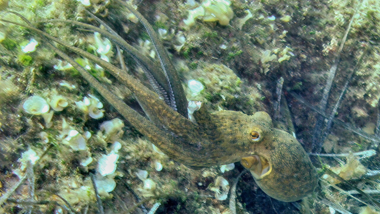 Common Octopus, Croatia by Keith Wilson